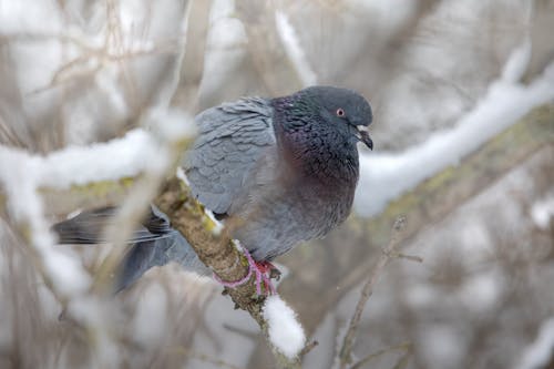 Close-Up of Domestic Pigeon Perched on Tree Branch