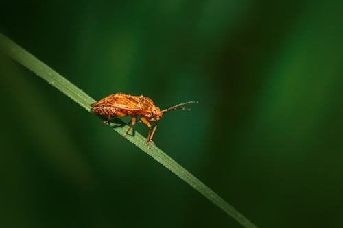 Free A Brown Insect on a Green Grass Blade Stock Photo