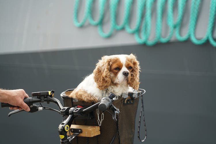 A Dog In The Bicycle Basket