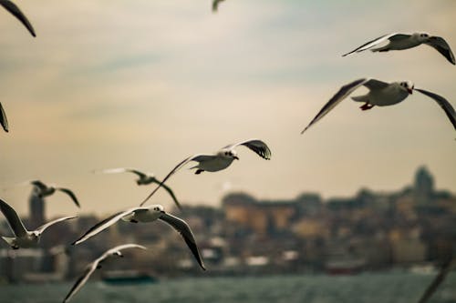 무료 날으는, 무리 지어 가는 새, 배경을 흐리게의 무료 스톡 사진