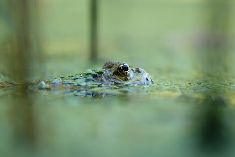 Eye Of A Green Frog On A Body Of Water