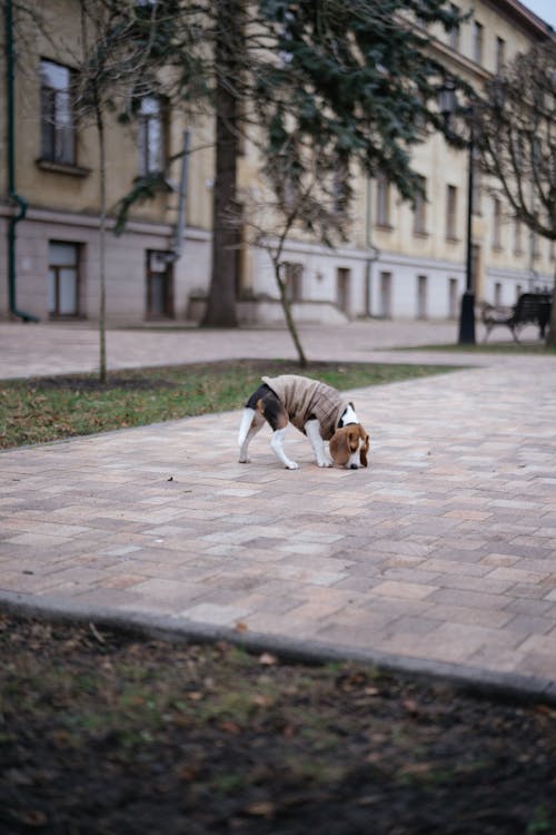 Fotos de stock gratuitas de animal domestico, beagle, caminando
