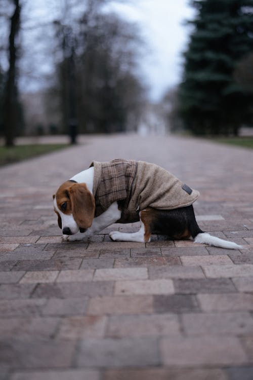 Brown White Dog Wearing Clothes