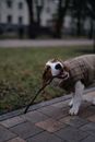 Beagle Carrying Stick on Walk