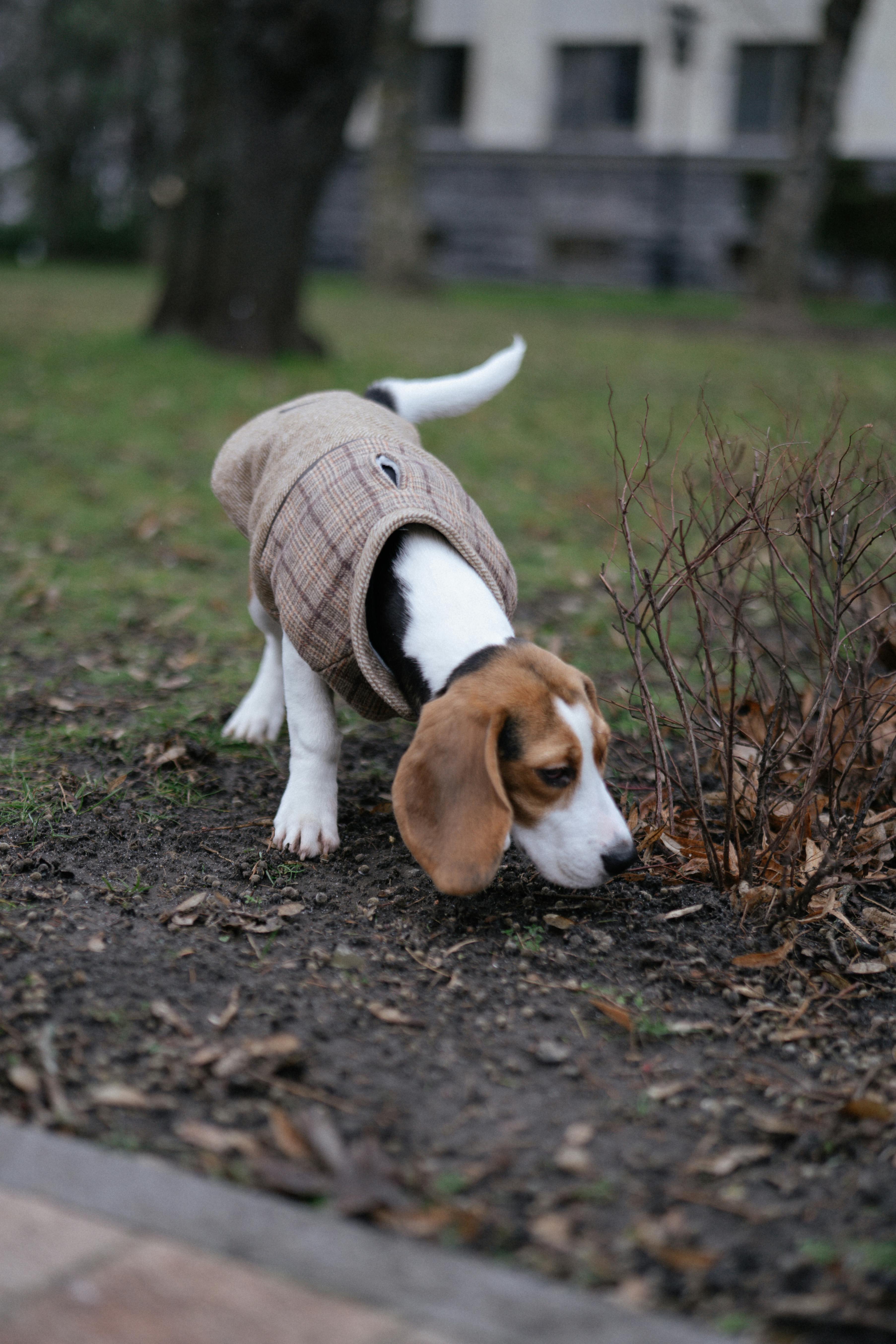 beagle sniffing around bush