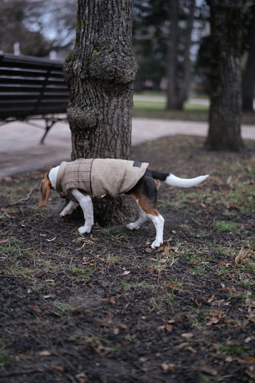Beagle Wearing Clothing Standing near the Tree