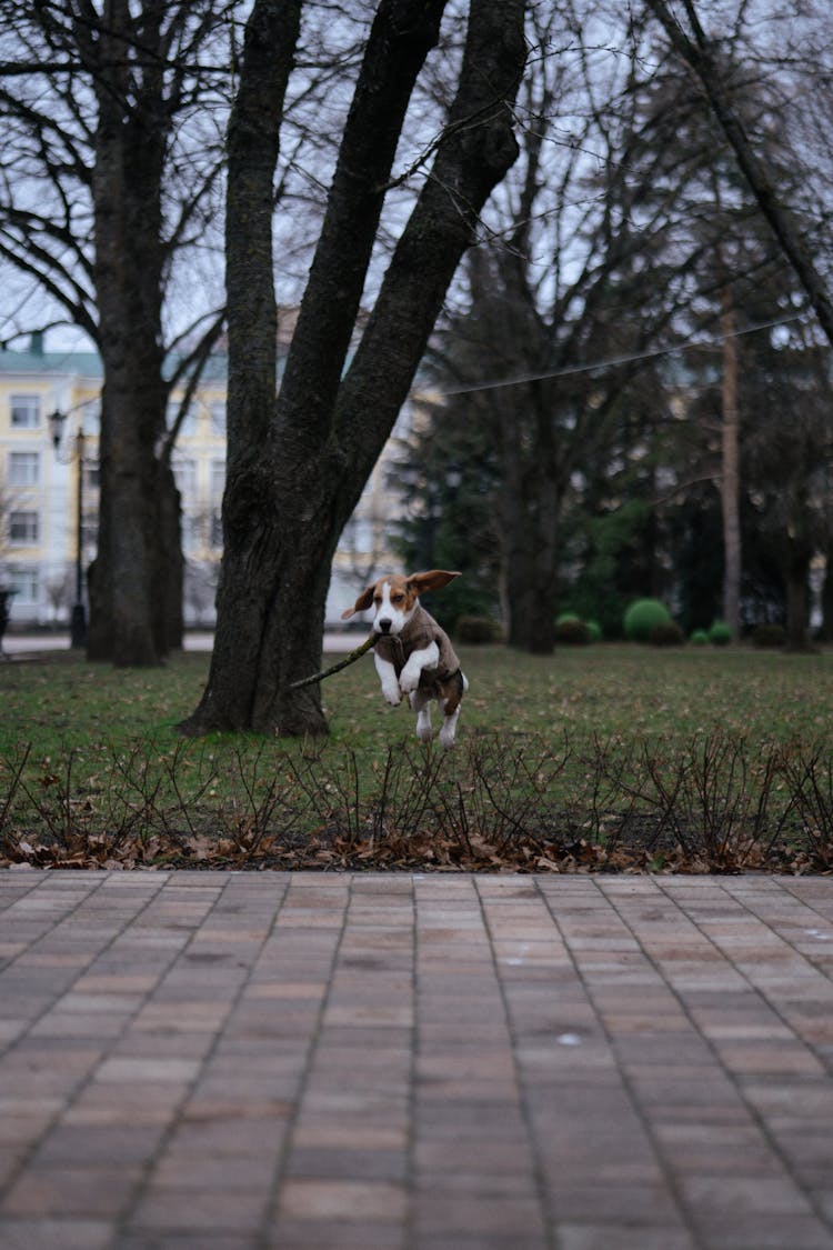 Beagle Running While Fetching Stick