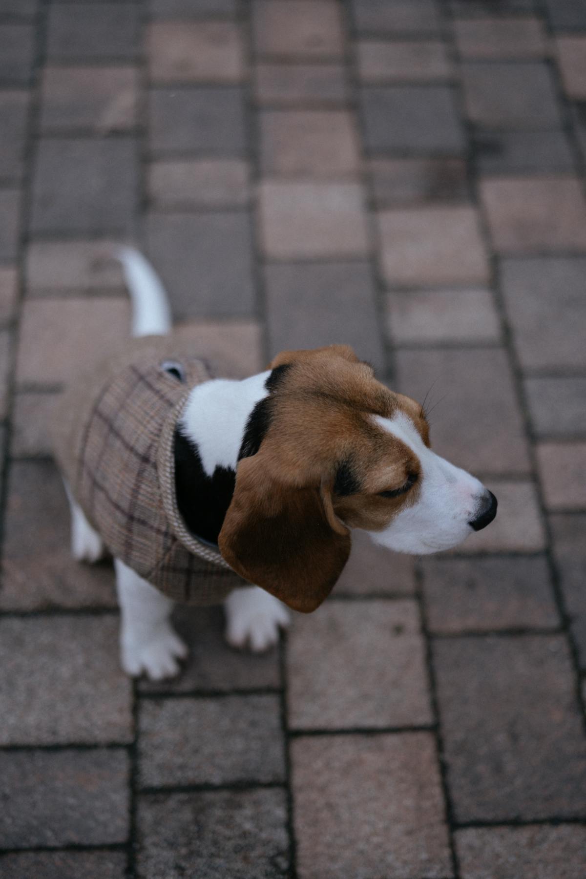 Dog in GOTS 6.0 certified organic cotton winter coat - 2025 eco-friendly gear