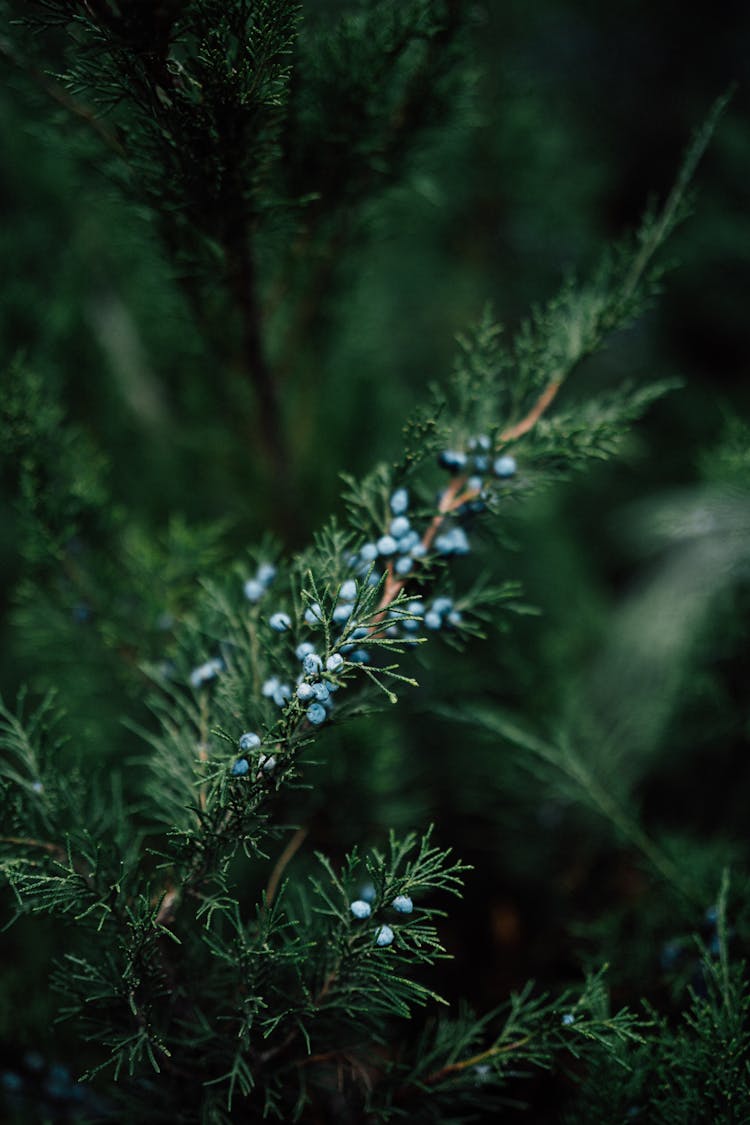 Close-Up Of Berries On Juniper