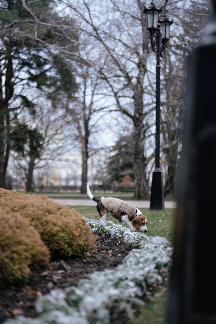 Beagle On Walk Sniffing Plants