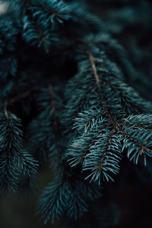 Free Detailed close-up of evergreen conifer branches with a natural blurred background. Stock Photo