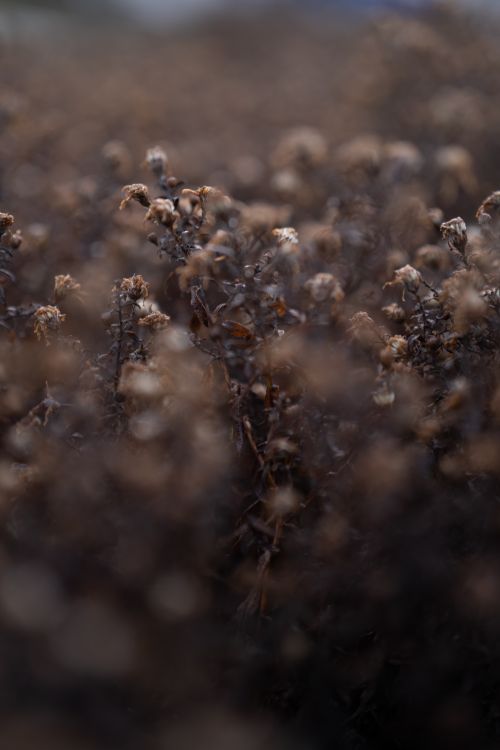 Free A close-up shot of wilted dried flowers creating a moody and dark atmosphere. Stock Photo