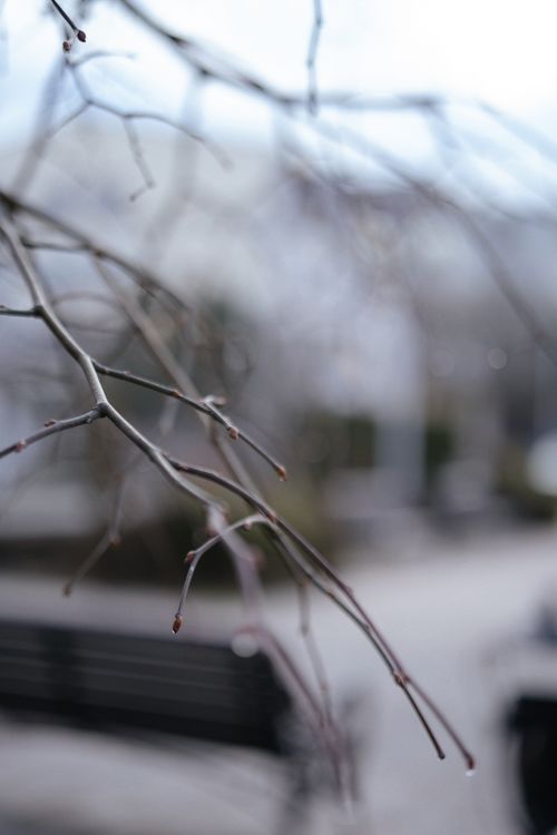 Free A blurred background highlights tree branches in a minimalist winter scene with a park bench. Stock Photo