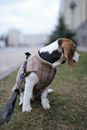 Shallow Focus of a Beagle Dog on the Grass