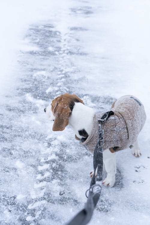 Fotos de stock gratuitas de al aire libre, animal domestico, beagle