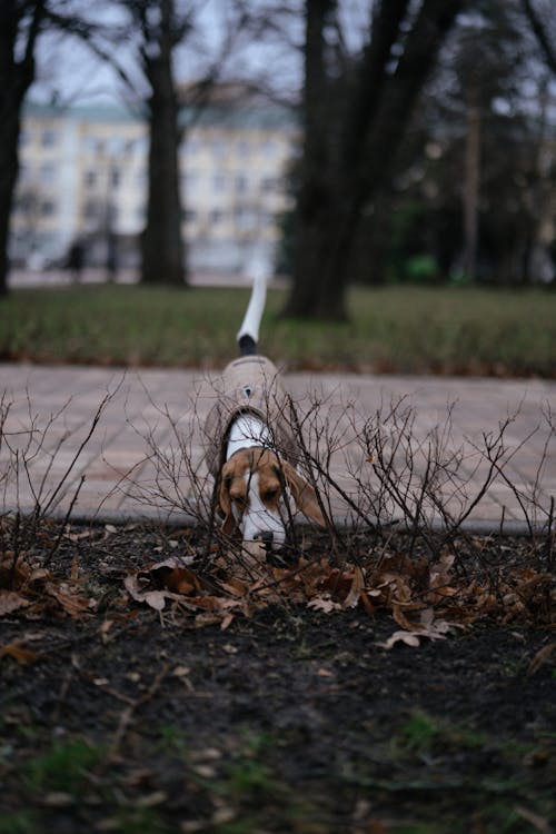 A Dog Smelling the Ground