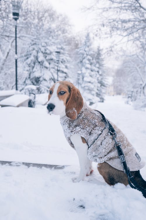 Free A Beagle Sitting on the Snow  Stock Photo