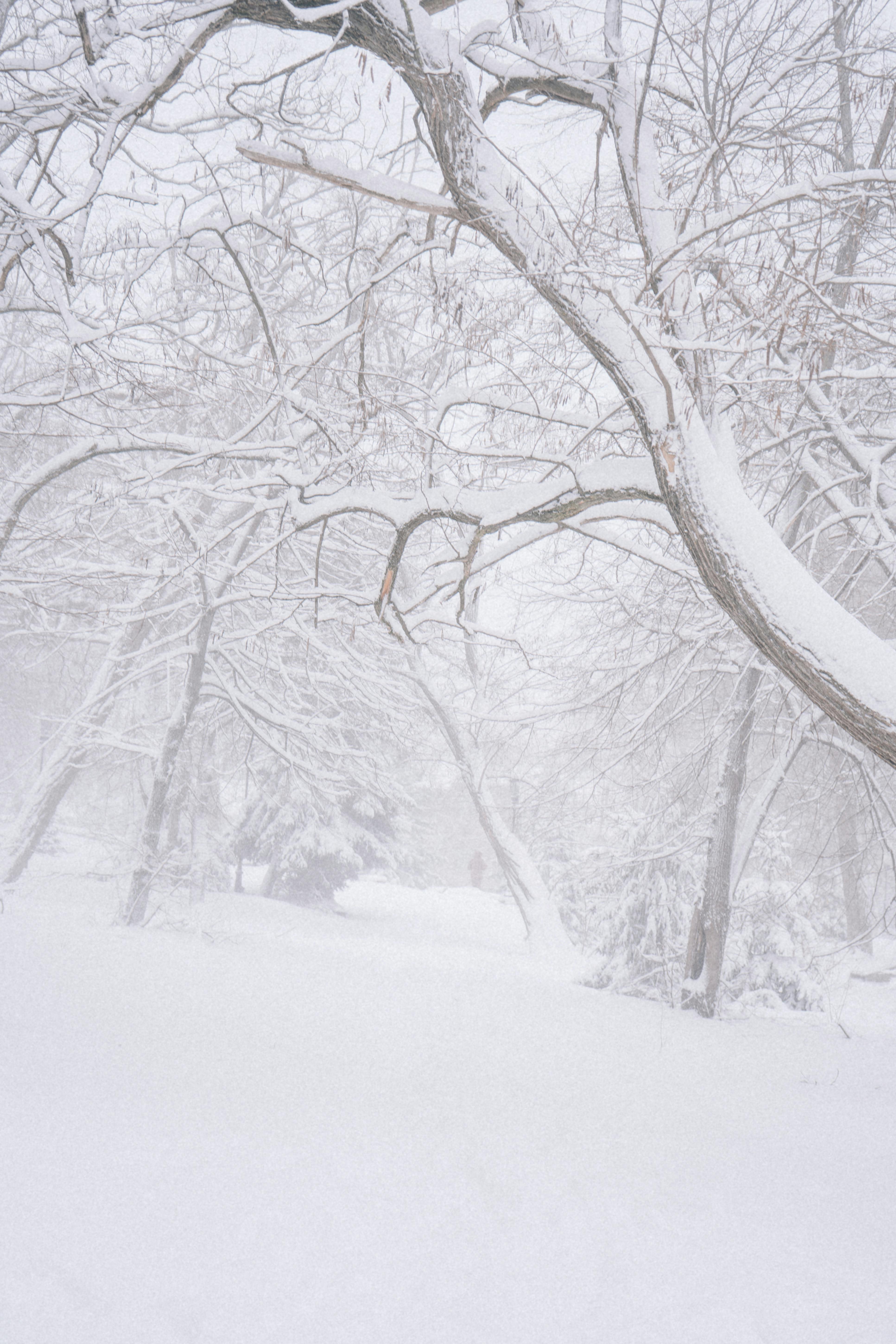 Snow Covered Ground and Leafless Trees · Free Stock Photo