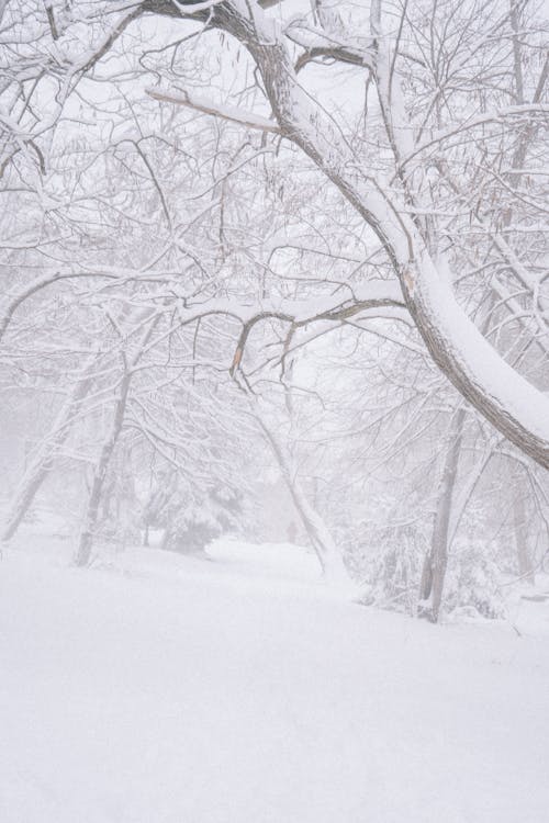 下雪的天氣, 光秃秃的树木, 冬季 的 免费素材图片