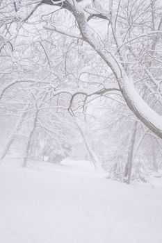 A serene view of a snow-covered forest with bare trees in a foggy winter landscape.