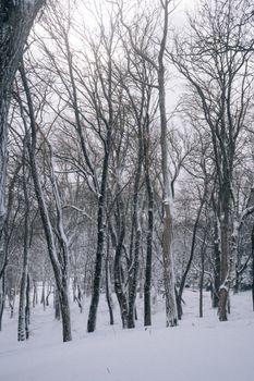 A peaceful snowy forest with bare trees in a winter setting. Perfect for nature and winter-themed designs.