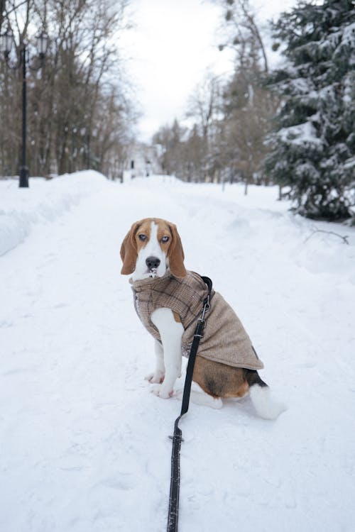 Brown and White Dog Sitting on Snow Covered Ground