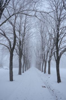 A serene winter scene featuring a snow-covered path lined with bare, frosty trees.