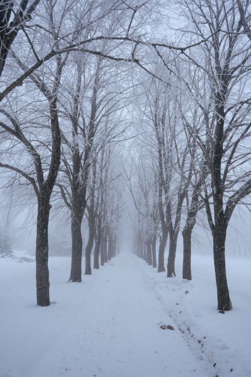 Free A serene winter scene featuring a snow-covered path lined with bare, frosty trees. Stock Photo