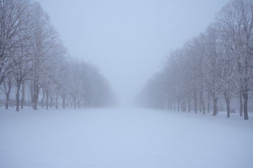 Free A tranquil snowy pathway lined with bare trees in a winter landscape. Stock Photo