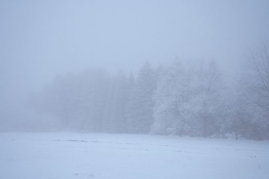 A calm and serene winter forest shrouded in fog, showcasing snow-covered trees.