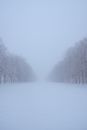 Bare Trees Covered with Snow