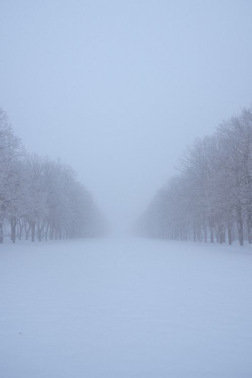 Free A calm and foggy winter landscape featuring a barren avenue lined with snow-covered trees. Stock Photo