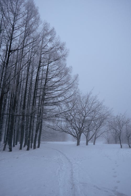下雪的天氣, 光秃秃的树木, 冷 的 免费素材图片