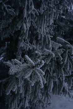 A close-up of a frost-covered pine branch in a winter forest landscape, capturing the serene beauty of nature.