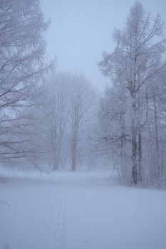A serene winter scene with snow-covered trees and a foggy forest path, evoking peace and solitude.