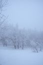 Bare Trees Covered with Snow