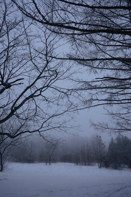 Forest in Winter 