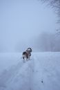 Dog on Snow Field during Winter