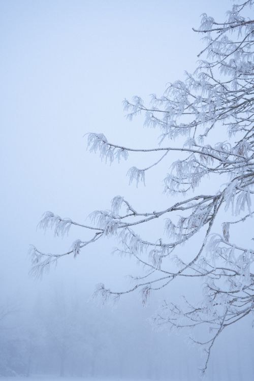 Free Icy tree branches in a serene winter landscape, capturing the essence of a snowy season. Stock Photo