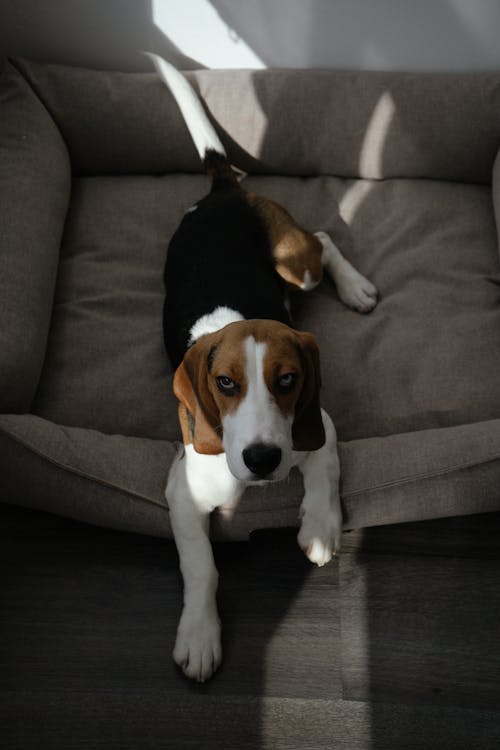 Free Photograph of a Beagle on a Sofa Stock Photo