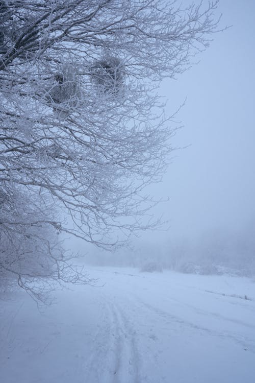 Kostenloses Stock Foto zu äste, baum, jahreszeit