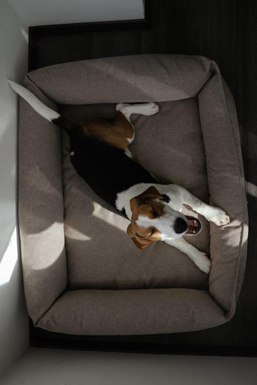 Overhead Shot of a Beagle Yawning