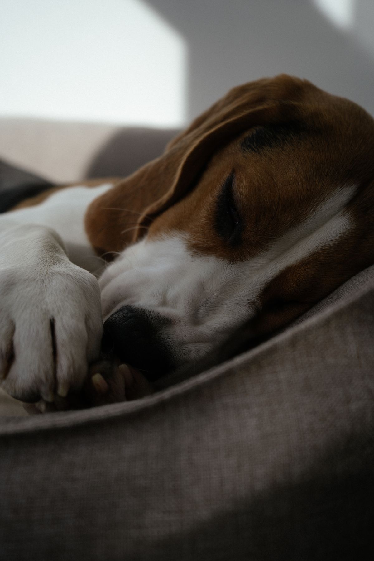 Cachorro beagle dormindo profundamente