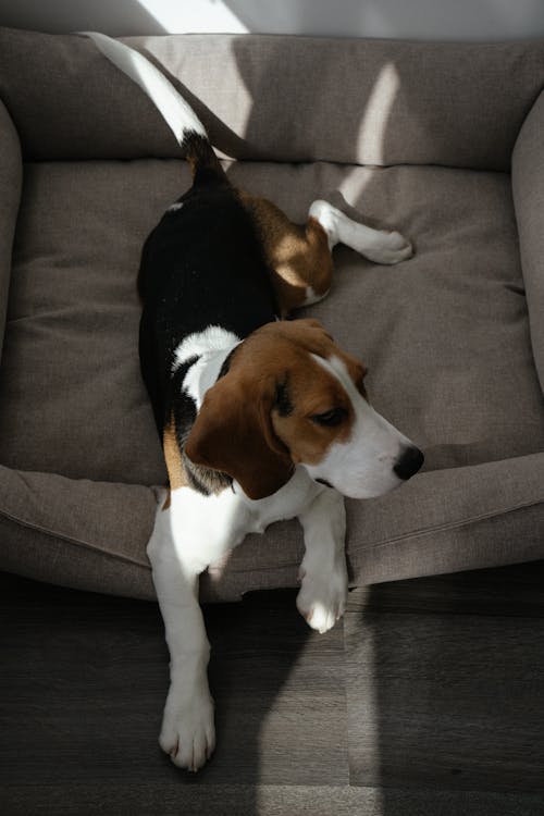 Free Beagle Lying on Dog Bed Stock Photo