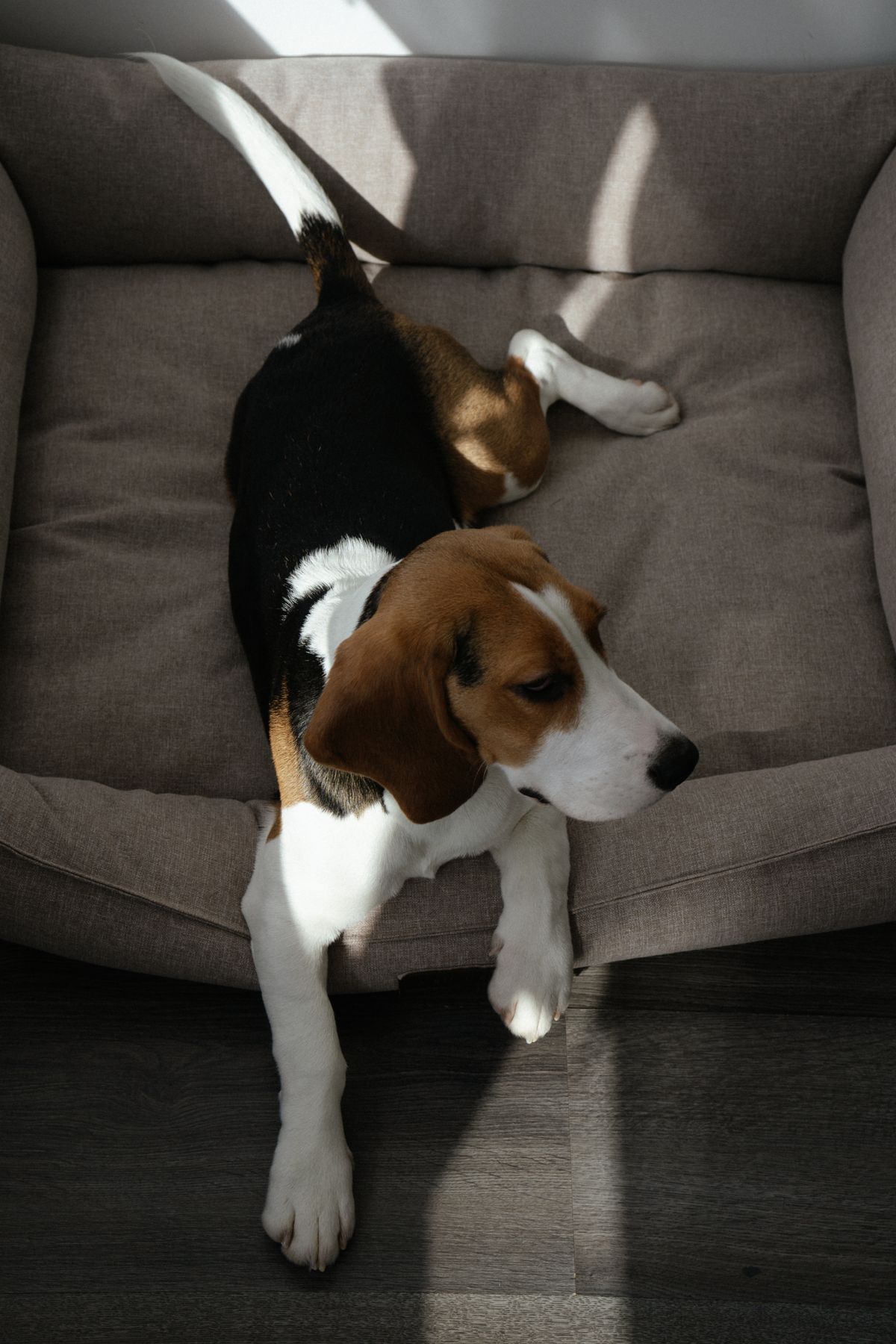 Beagle relaxing comfortably in a pet bed at home