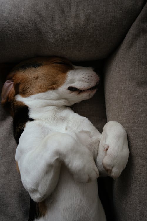 Free Close-Up of Beagle Lying on Back on Dog Bed Stock Photo