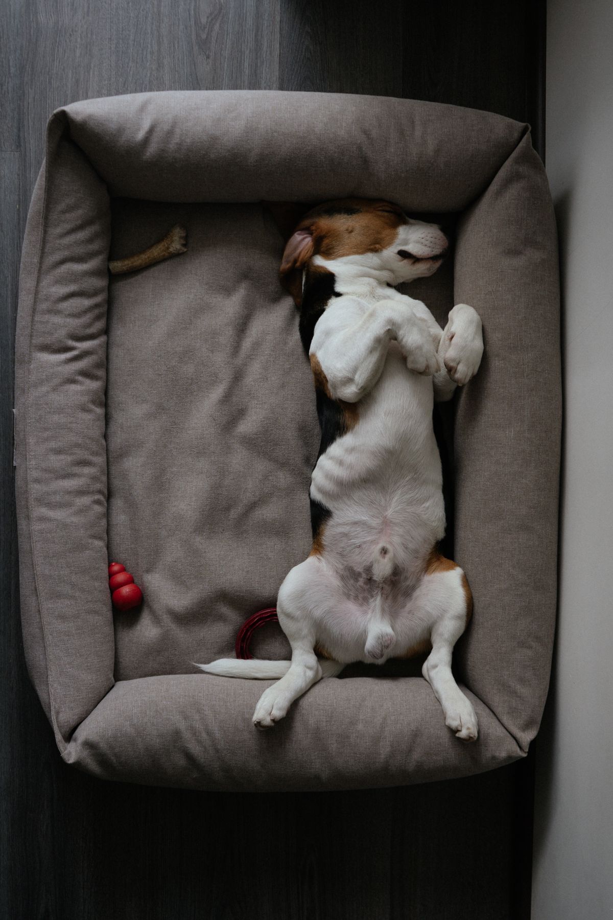 Dog resting on a comfortable pet bed in a cozy home