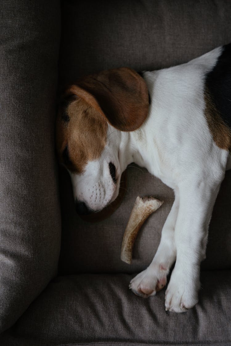 Close-Up Of Beagle Puppy Sleeping