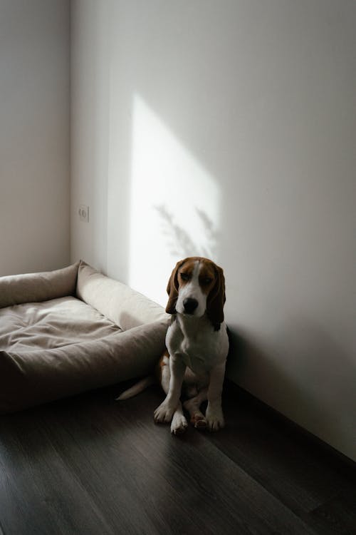 Photograph of a Beagle Near a White Wall