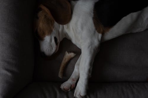 Free Close-Up Photo of a Beagle Sleeping Stock Photo